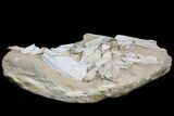 Disarticulated Mosasaur Jaw With Teeth - Superb Preparation! #78100-4